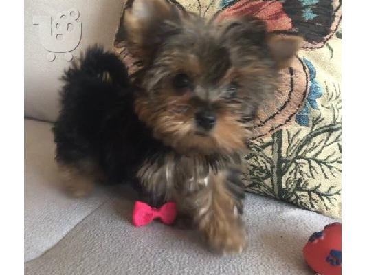 yorkie κουτάβια για καλά σπίτια.