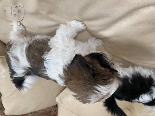 Πανέμορφο Shih Tzu προς πώληση.