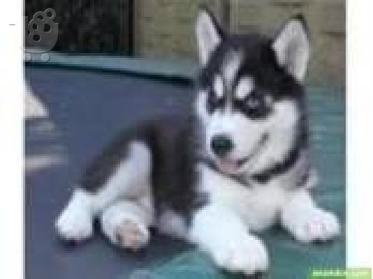 PoulaTo: Πανέμορφα κουτάβια σιέριου husky