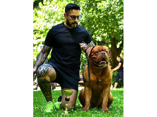 Dogue de Bordeaux κουτάβια