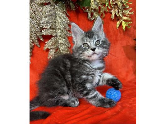 PoulaTo: Διατίθενται διαθέσιμα γατάκια Maine Coon