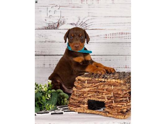 PoulaTo: Κουτάβια Doberman Pinscher