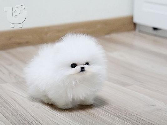 Ένα υπέροχο Pomeranian ψάχνει για ένα νέο σπίτι Έχουμε ένα ωραίο...