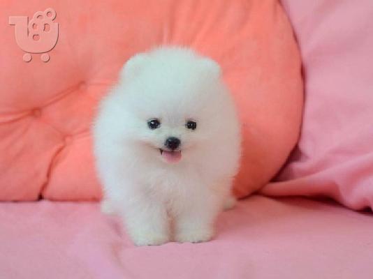 όμορφα Pomeranian Puppies προς πώληση