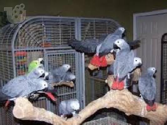 PoulaTo: Κονγκό Αφρικής γκρι παπαγάλος για € 150