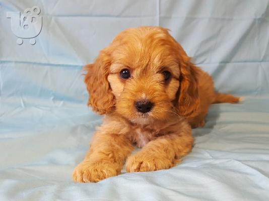 Χαριτωμένα κουτάβια Cavapoo διαθέσιμα.