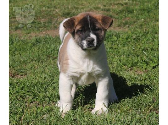 PoulaTo: Akita Puppies