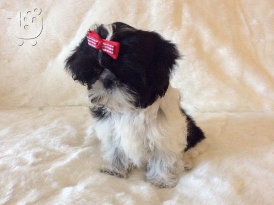 Gorgeous Shih Tzu προς πώληση.s