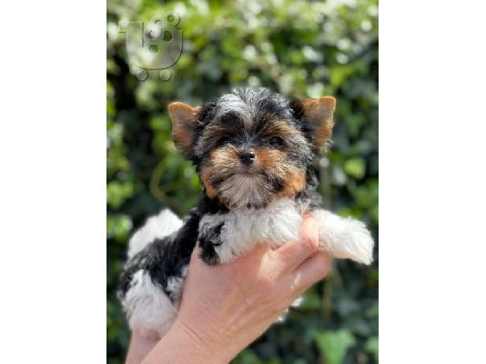 PoulaTo: Φανταστικά κουτάβια Yorkshire Terriers