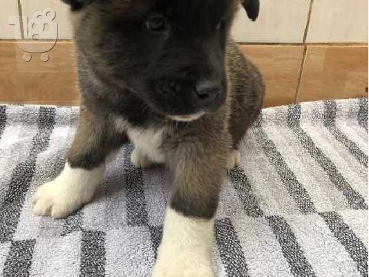 PoulaTo: ΚΑΤΑΠΛΗΚΤΙΚΑ ΥΠΗΡΕΣΙΑ ΑΚΙΤΑ PUPPIES SVSILABLE