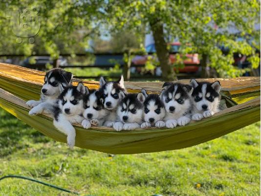 PoulaTo: Preslatki psići Pomsky na prodaju.