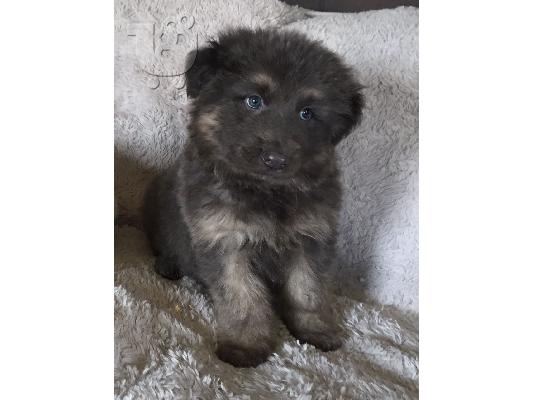 Zlatni retrievar psi i štenad na prodaju kontaktirajte me putem (whatsapp 32460219218) ili...