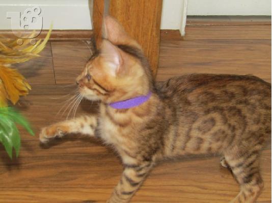 PoulaTo: Γατάκι Savana Bengal