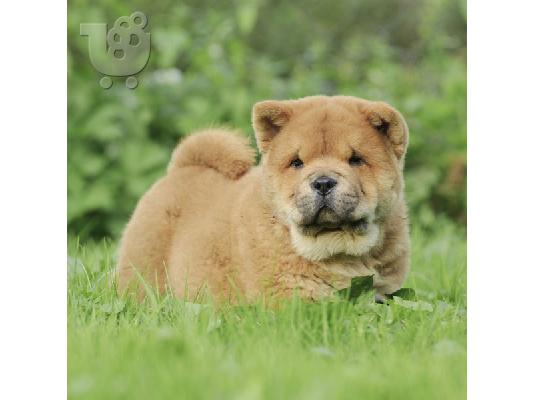PoulaTo: Πολύ ειδικά κουτάβια Chow Chow