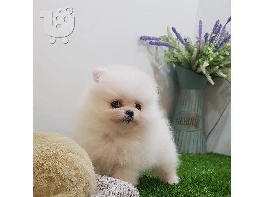 PoulaTo: Σούπερ χαριτωμένο κουτάβι Pomeranian