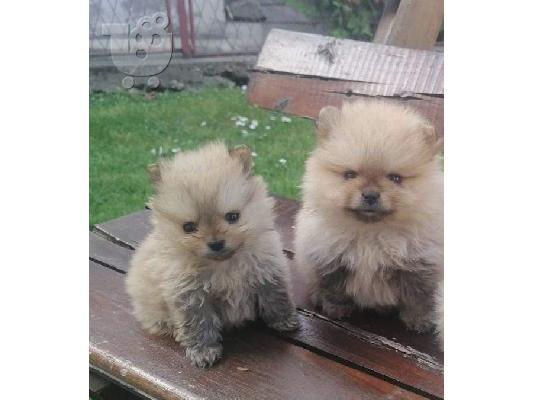 Pomeranian Spitz κουτάβια