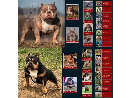 American Bully Pocket κουτάβια