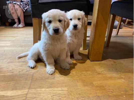 PoulaTo: Πωλείται κουτάβι Golden Retriever