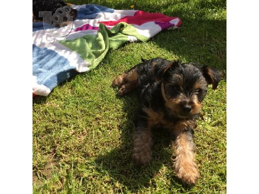 AKC Yorkshire Terrier Puppy