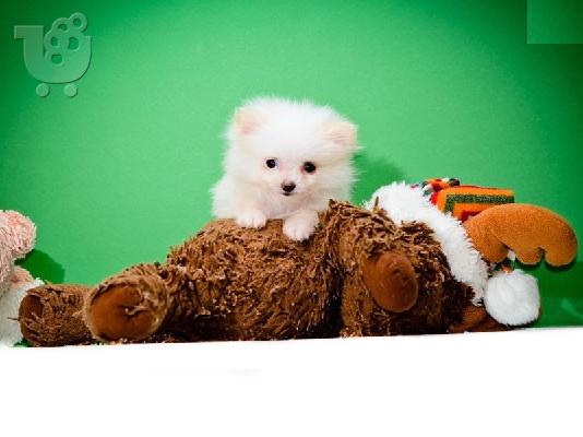 Pomeranian κουτάβια Διαθέσιμο