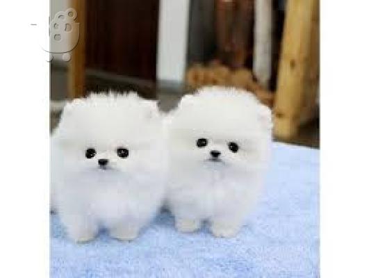 Pomeranian κουτάβια προς πώληση