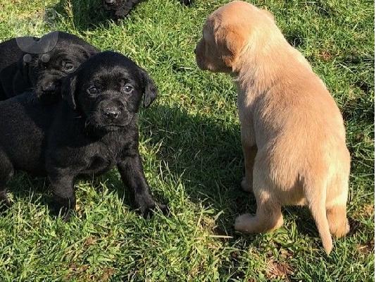 PoulaTo: λαβράδορ retriever
