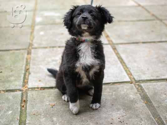 PoulaTo: Hibreed Kokoni Shih tzu κουτάβια