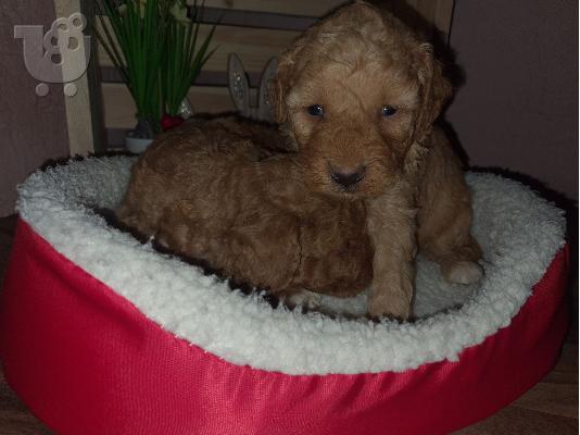 Maltipoo catelusi de vanzare