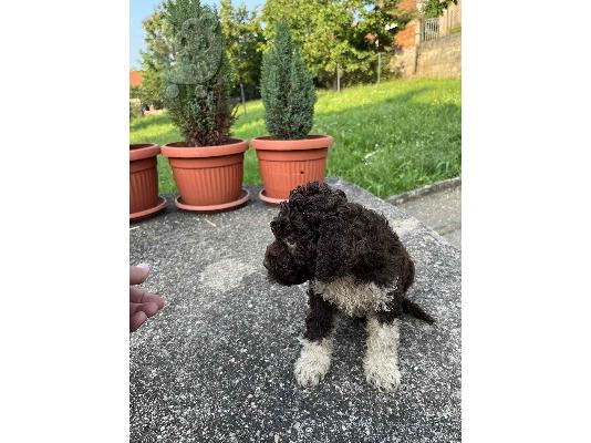 Lagotto Romagnolo κουτάβια