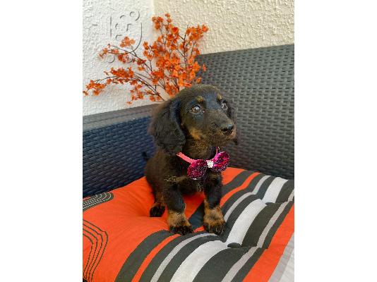PoulaTo: Νάνος Dachshund εξωτικά χρώματα