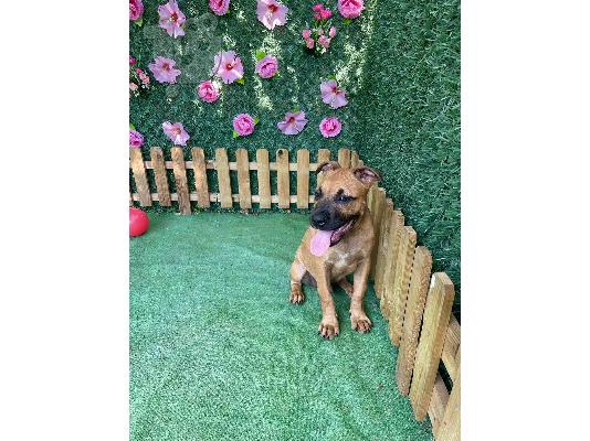 Αμερικανικό Stafford Terrier