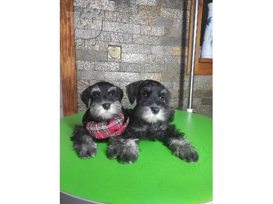 PoulaTo: Μινιατούρα Schnauzer κουτάβια