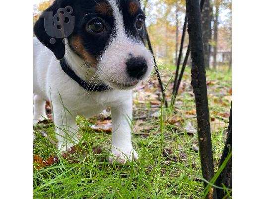 PoulaTo: Λατρευτά κουτάβια Jack Russell διαθέσιμα