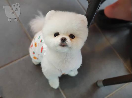 PoulaTo: Δύο όμορφα κουτάβια Pomeranian