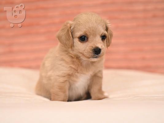 Havanese Bichon κουτάβια