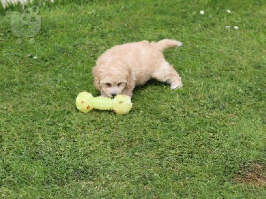 PoulaTo: Cavapoo κόκκινο