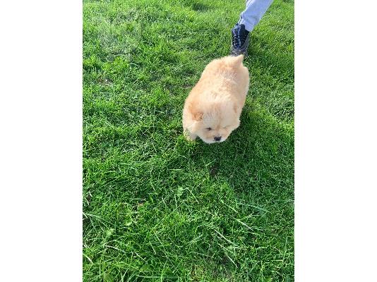 PoulaTo: Δύο όμορφα κορίτσια Chow Chow