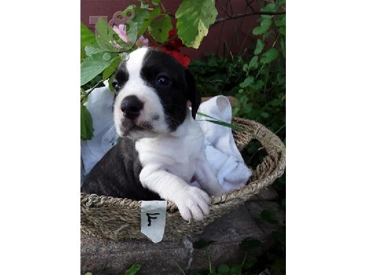 PoulaTo: κουτάβια Boston Terrier