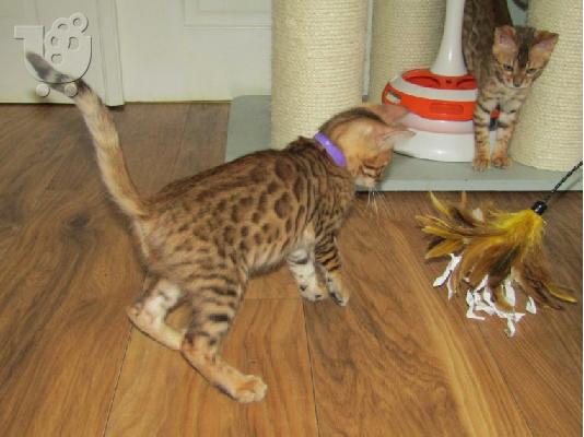 Γατάκι Savana Bengal