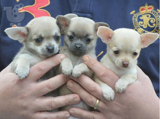 PoulaTo: κουτάβια τσιουάουα  / chihuahua puppies