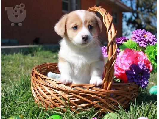 PoulaTo: Pembroke Corgi Ready To Go
