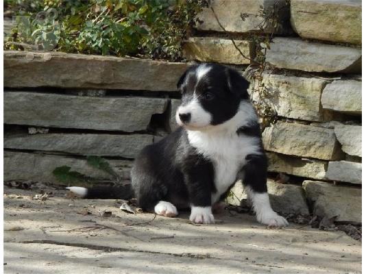 PoulaTo: Διατίθενται πανέμορφα κουτάβια Border Collie