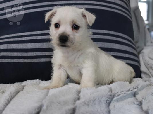 PoulaTo: West Highland Terrier