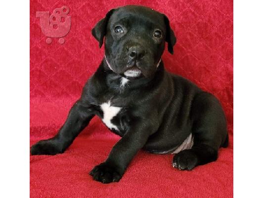 Boerboel puppies available