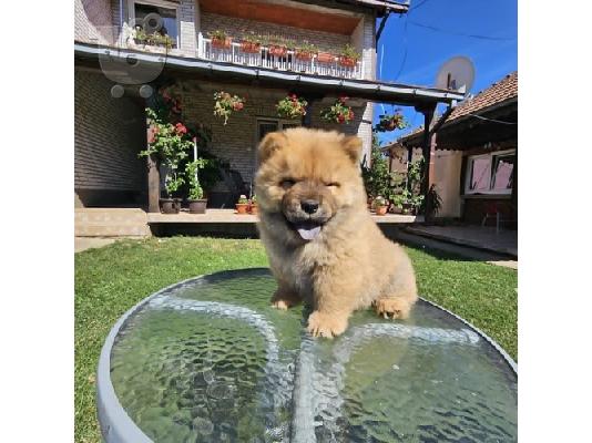 Chow chow αρσενικά