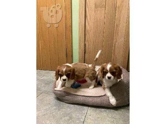 PoulaTo: K C Reg Cavalier King Charles