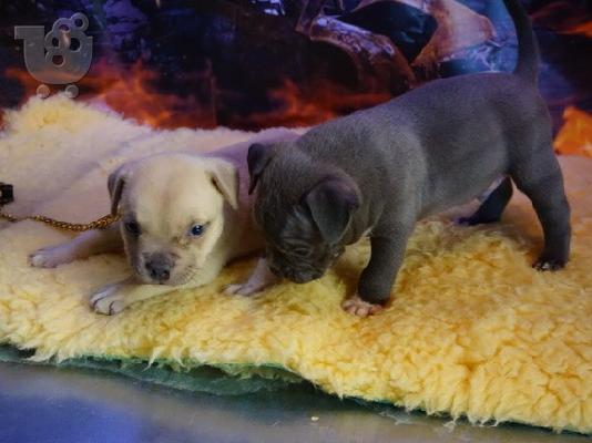 PoulaTo: Τα πανέμορφα κουτάβια μου pitbull είναι καλά