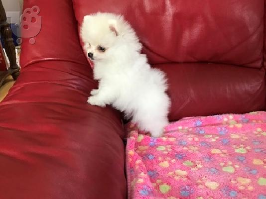 PoulaTo: Αξιολάτρευτα κουτάβια Pomeranian για υιοθεσία