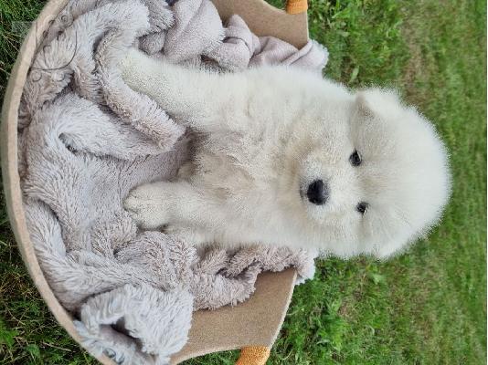 λάμε όμορφο κοριτσάκι samoyed. Όλος ο