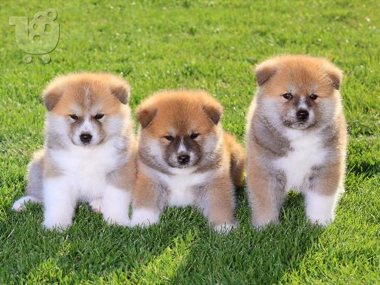 PoulaTo: Akita Inu - Ιαπωνικό Ακίτα